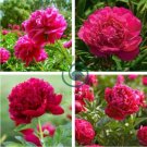 'Touguan Bride' Peony 10 Seeds
