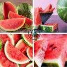 Big Pink Watermelon Improved 40 Seeds
