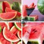 Big Pink Watermelon Improved 40 Seeds