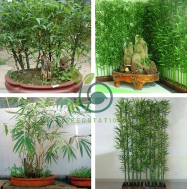 Chinese Mini Moso Bamboo Phyllostachys 40 Seeds