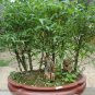 Chinese Mini Moso Bamboo Phyllostachys 40 Seeds