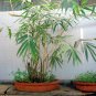 Chinese Mini Moso Bamboo Phyllostachys 40 Seeds