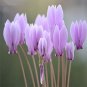 'Houniao' Purple Cyclamen 10 Seeds
