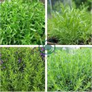 Russian Tarragon 20 Seeds