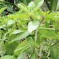 Heirloom Lime Basil (Ocimum Basilicum) 40 Seeds