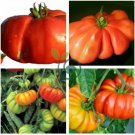 Heirloom Rare Mexican Silly Tomato Hybrid  200 Seeds