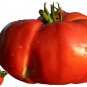 Heirloom Rare Mexican Silly Tomato Hybrid  200 Seeds