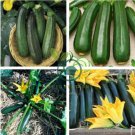 British Summer Courgette Hybrid F1 20 Seeds