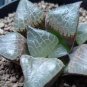 'Ice Crystal' Bingpo Haworthia 20 Seeds