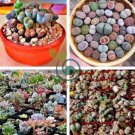 Lithops Red Colors 400 Seeds
