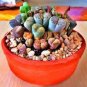 Lithops Red Colors 400 Seeds