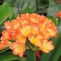 Gorgeous clivia Seeds (Kaffir Lily) 200 Seeds