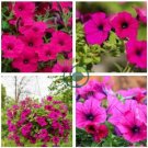 Rare Beautiful Petunia Flower Plants 200 seeds