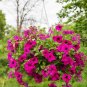 Rare Beautiful Petunia Flower Plants 200 seeds