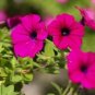 Rare Beautiful Petunia Flower Plants 200 seeds