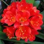 Gorgeous Clivia Bonsai (Kaffir Lily) 200 Seeds
