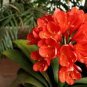 Gorgeous Clivia Bonsai (Kaffir Lily) 200 Seeds