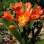 Gorgeous Clivia Bonsai (Kaffir Lily) 200 Seeds