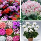 Rare Color Geranium Plant 200 seeds