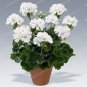 Rare Color Geranium Plant 200 seeds