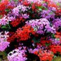 Rare Color Geranium Plant 200 seeds