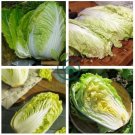Fresh Chinese Baby Cabbage Vegetable 20 Seeds