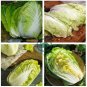 Fresh Chinese Baby Cabbage Vegetable 20 Seeds