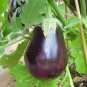 Eggplant Black Big Vegetables 200 Seeds