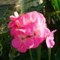 Mini Geranium Dwarf Bonsai Perennial Flower 200 Seeds