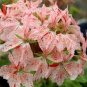 Mini Geranium Dwarf Bonsai Perennial Flower 200 Seeds