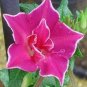 Morning Glory Dark Purple Flower 2 Seeds