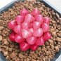 Rainbow YuLu Bonsai, Potted Succulents Fleshy 200 Seeds