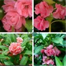 Pink Garden Balsam Perennal Impatiens Flower 40 Seeds