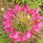 Spiny Spiderflower Cleome Spinosa Flower 60 Seeds