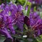 True Rhododendron Flower Flores Potted 24 Varieties 200 Seeds