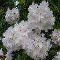 True Rhododendron Flower Flores Potted 24 Varieties 200 Seeds