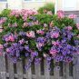 Rare Climbing Geranium Pelargonium Peltatum 400 Seeds