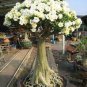 Adenium White Yellow Bonsai Tree Flower 4 Seeds