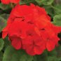Geranium Flower Plant Pelargonium 1000 Seeds