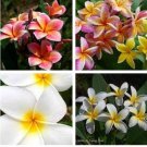 Frangipani Plumeria Rubra Flower 40 Seeds