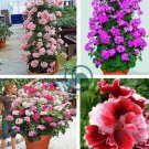Geranium Pelargonium Potted Bonsai Flower 100 Seeds
