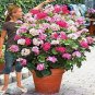 Geranium Pelargonium Potted Bonsai Flower 100 Seeds