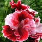 Geranium Pelargonium Potted Bonsai Flower 100 Seeds