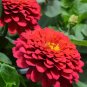 Zinnia Elegans Common Zinnia Youth-and-Old-Age 100 Seeds