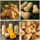 Heirloom Nutter Butter Squash Vegetable Organic  20 Seeds