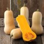 Heirloom Nutter Butter Squash Vegetable Organic  20 Seeds
