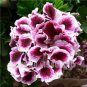 Perennial Geranium Bonsai Pelargonium Peltatum Flower 200 Seeds