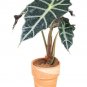 Alocasia lowii 'Polly amazonica' Indoor Plant Ornamental Plant  200 Seeds
