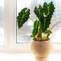 Alocasia lowii 'Polly amazonica' Indoor Plant Ornamental Plant  200 Seeds