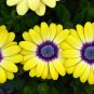 African Blue Eyed Daisy Flower Osteospermum 200 Seeds